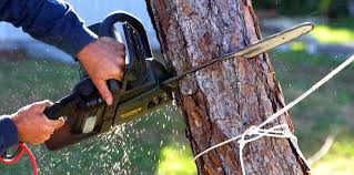 Best Utility Line Clearance  in Grace, ID