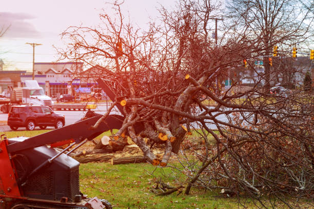 Best Seasonal Cleanup (Spring/Fall)  in Grace, ID
