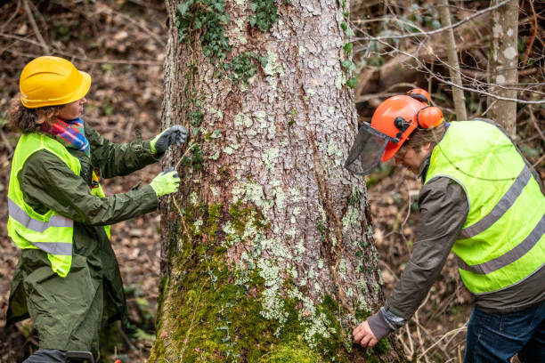 Best Tree Preservation Services  in Grace, ID