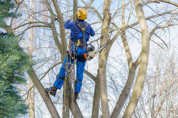 Best Tree and Shrub Care  in Grace, ID