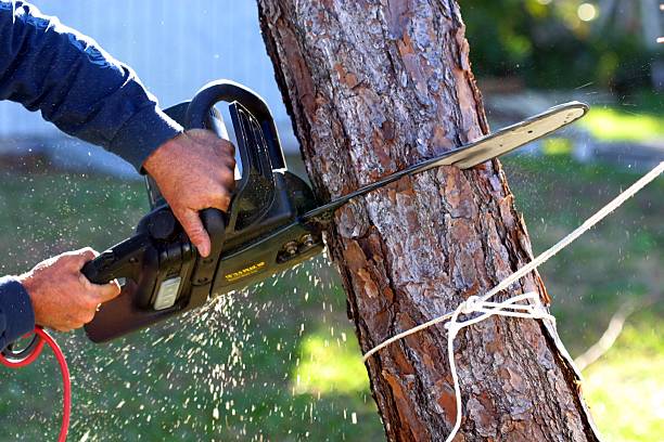 Best Arborist Consultation Services  in Grace, ID