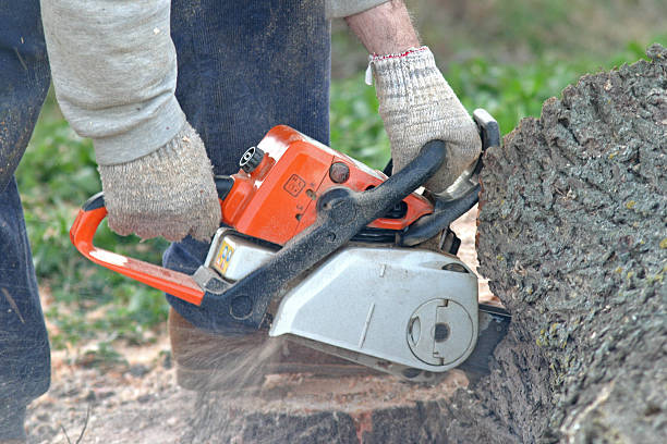 Best Fruit Tree Pruning  in Grace, ID