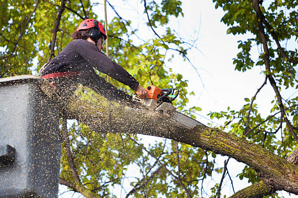 Best Tree Trimming and Pruning  in Grace, ID