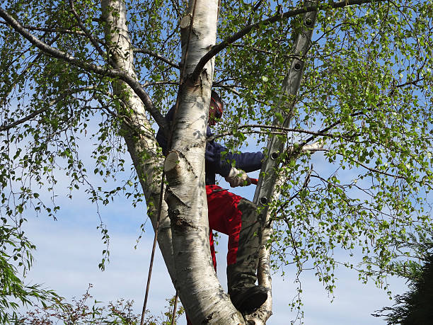 Best Root Management and Removal  in Grace, ID