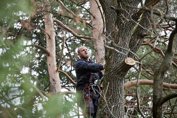Best Emergency Tree Removal  in Grace, ID